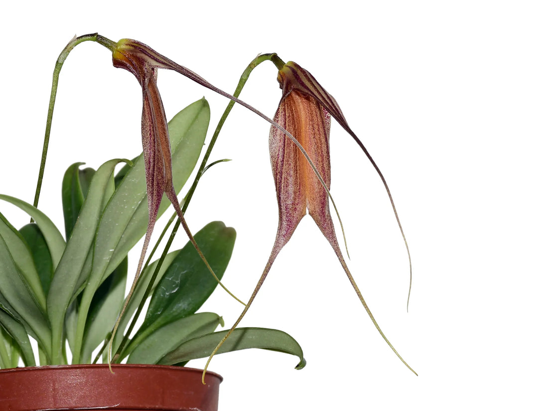 Masdevallia patula
