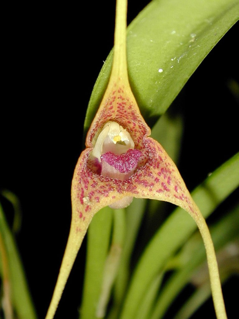Masdevallia peristeria