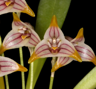 Masdevallia striatella