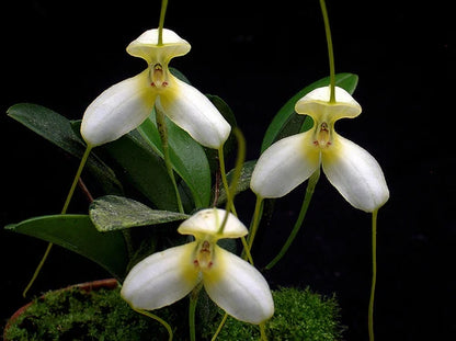 Masdevallia xanthina