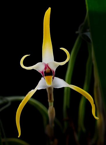 Maxillaria dillonii