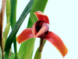 Maxillaria nigrescens