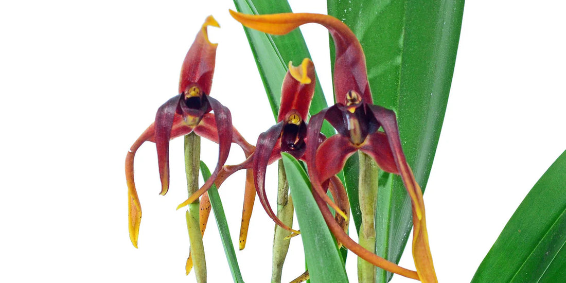 Maxillaria nigrescens