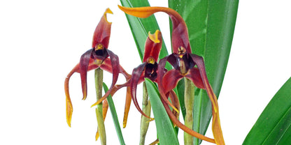 Maxillaria nigrescens