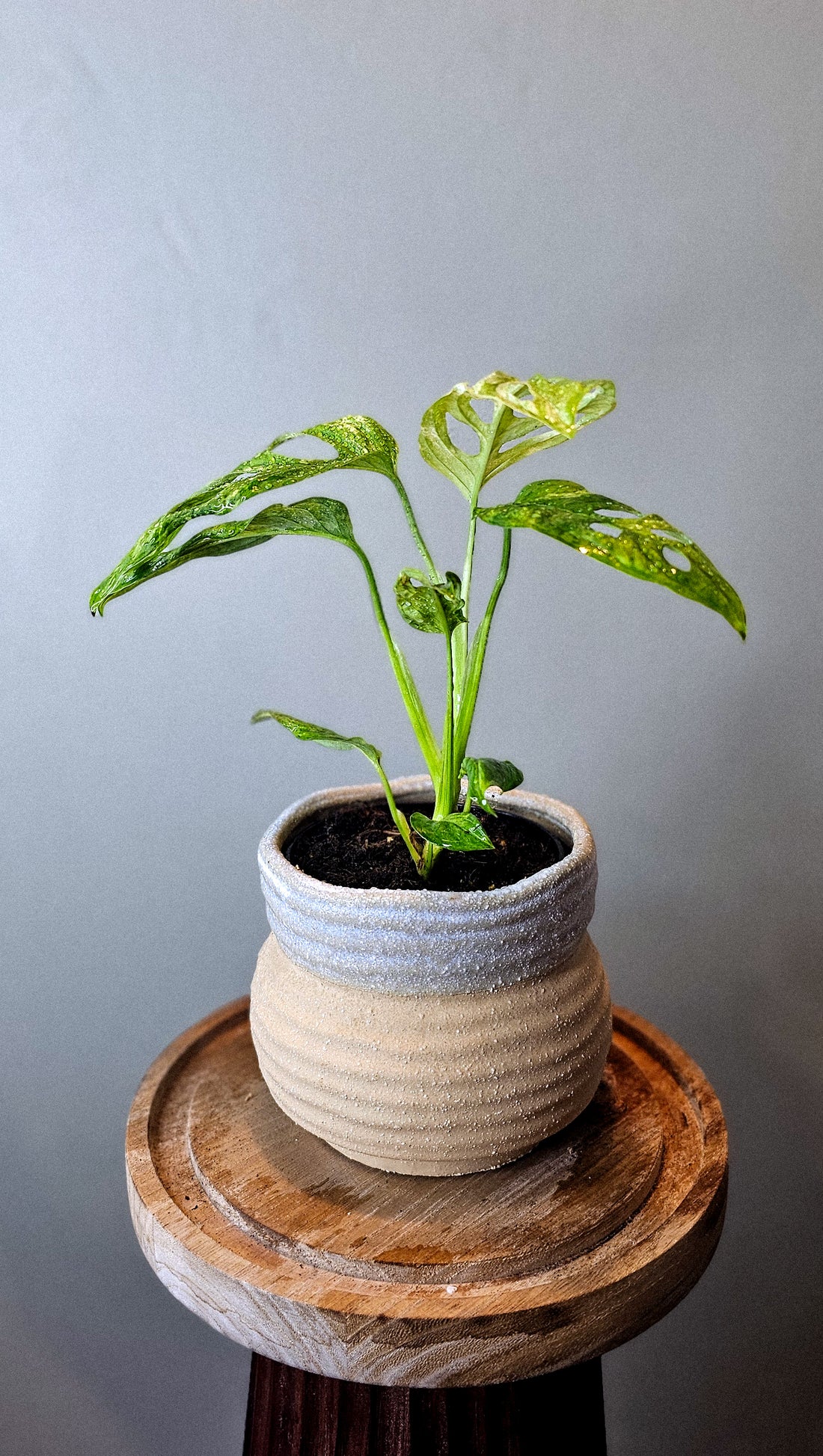 Monstera Adansonii Mint Variegated