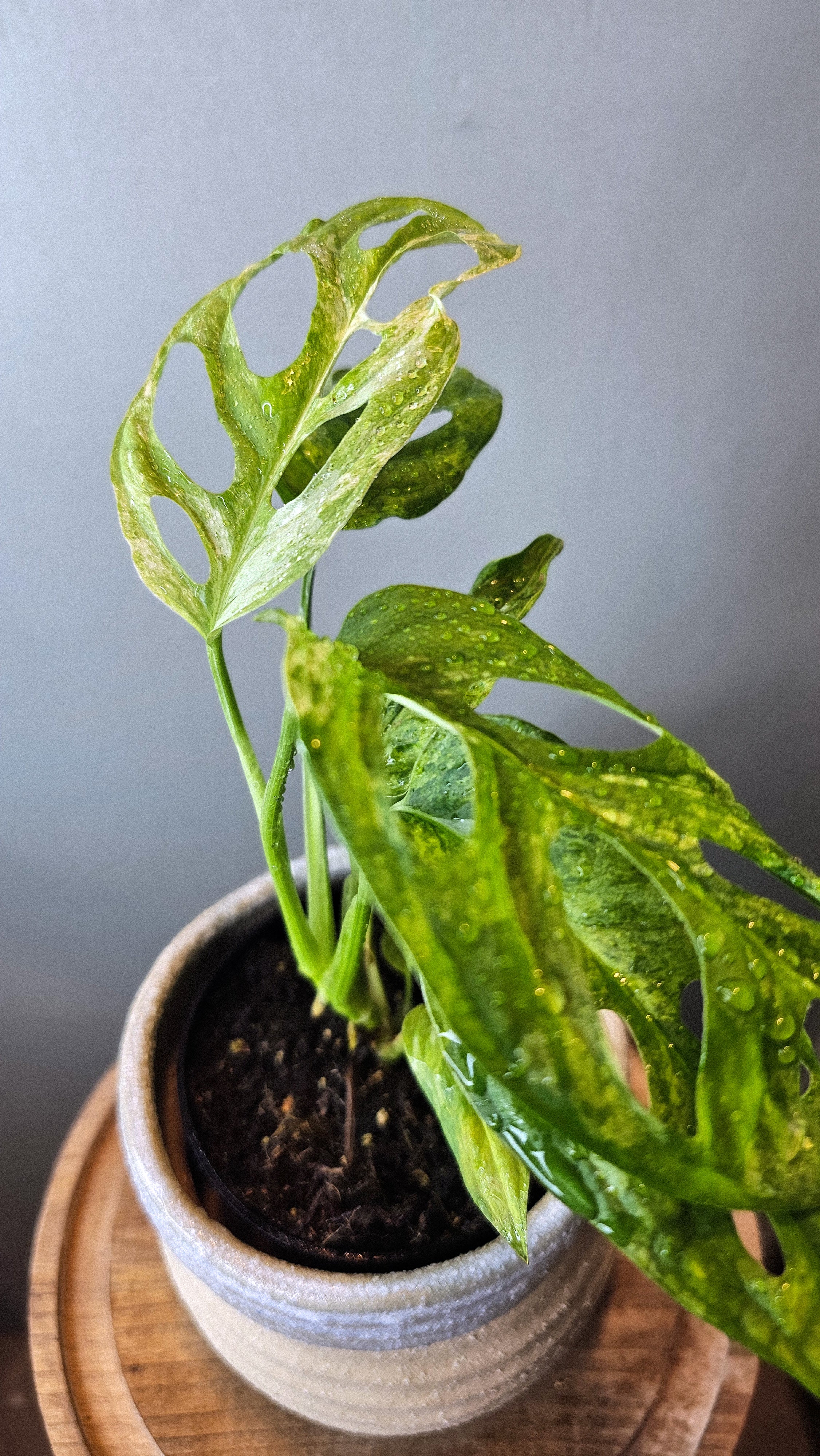 Monstera Adansonii Mint Variegated – Wilderly