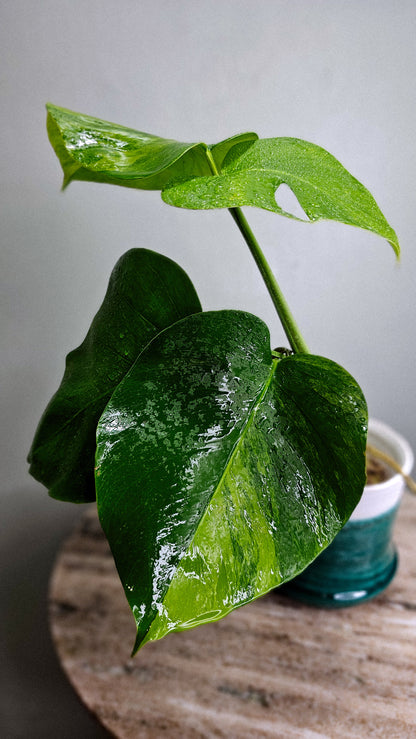 Monstera Borsigiana Green on Green