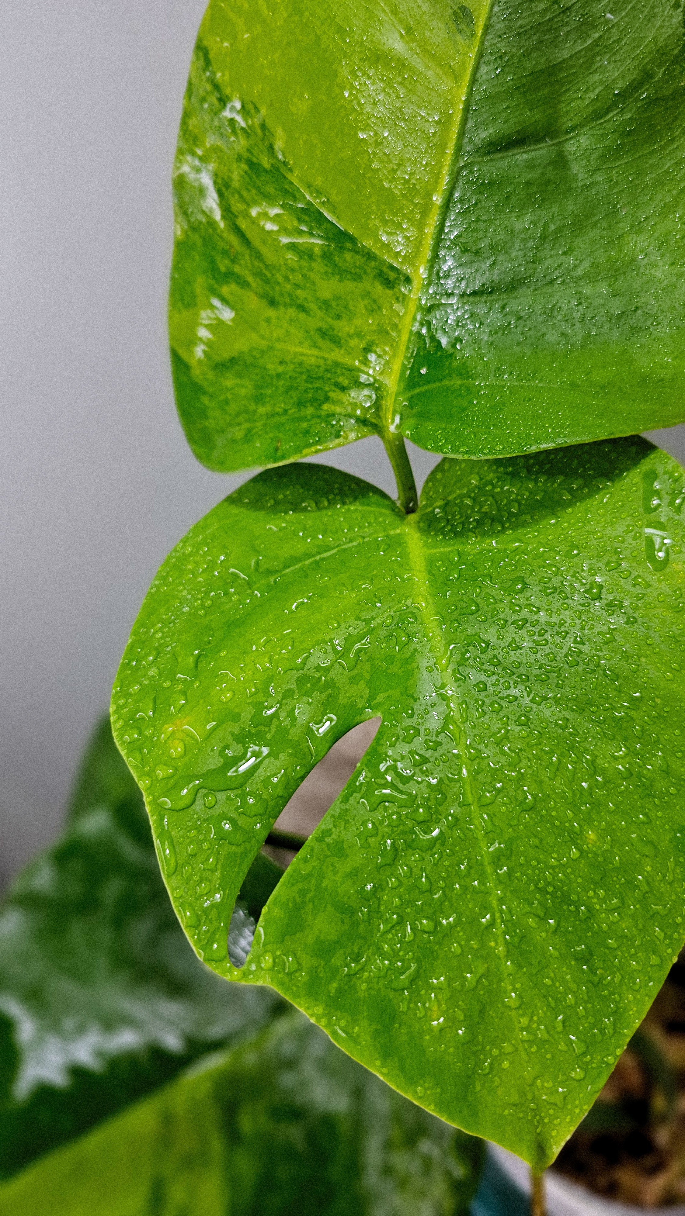 Monstera Borsigiana Green on Green – Wilderly
