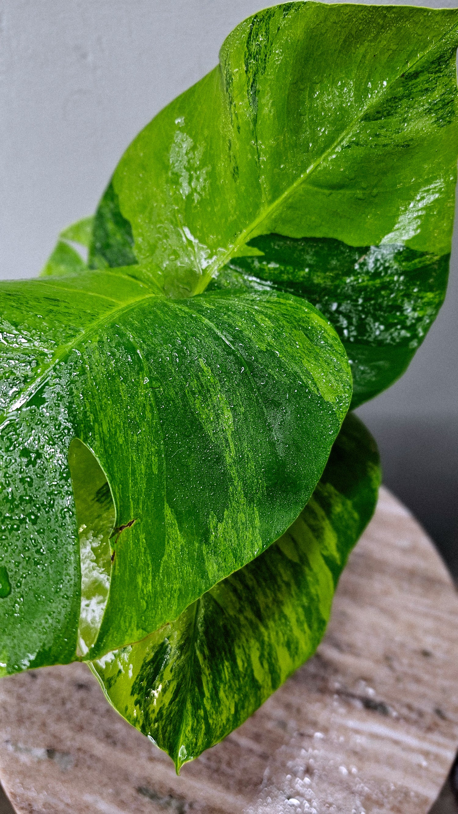 Monstera Borsigiana Green on Green