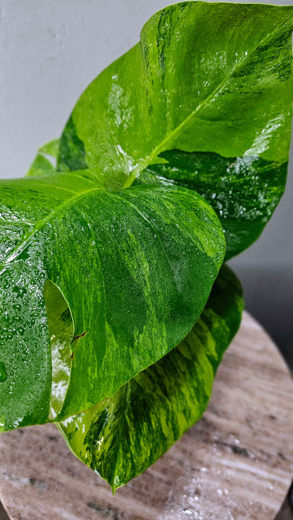 Monstera Borsigiana Green on Green