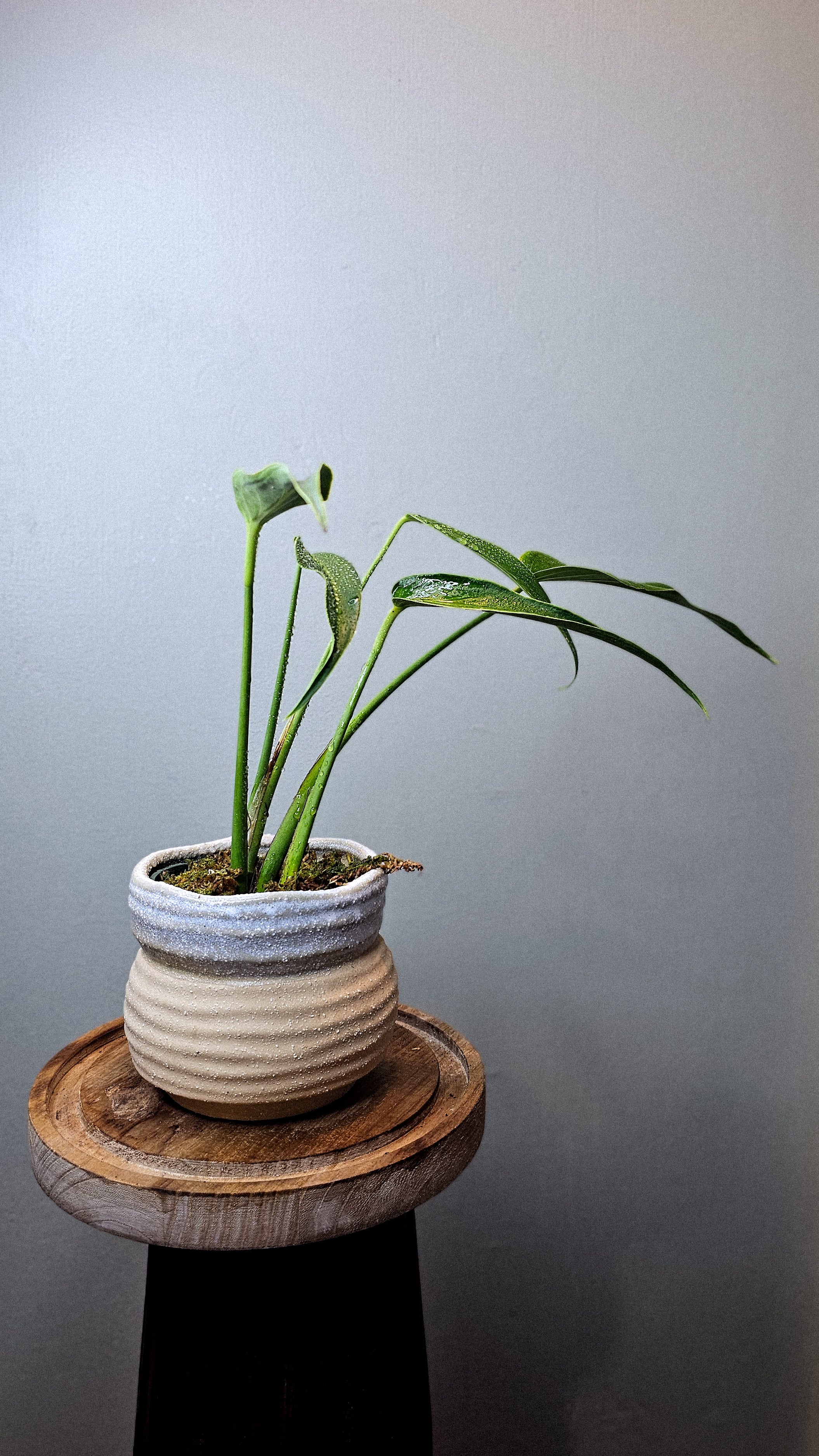 Monstera Burle Marx Flame