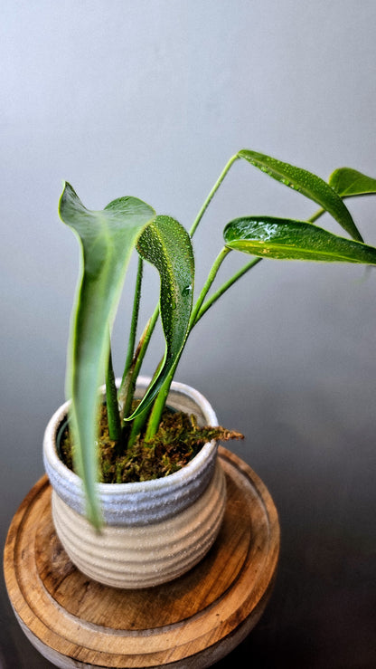 Monstera Burle Marx Flame