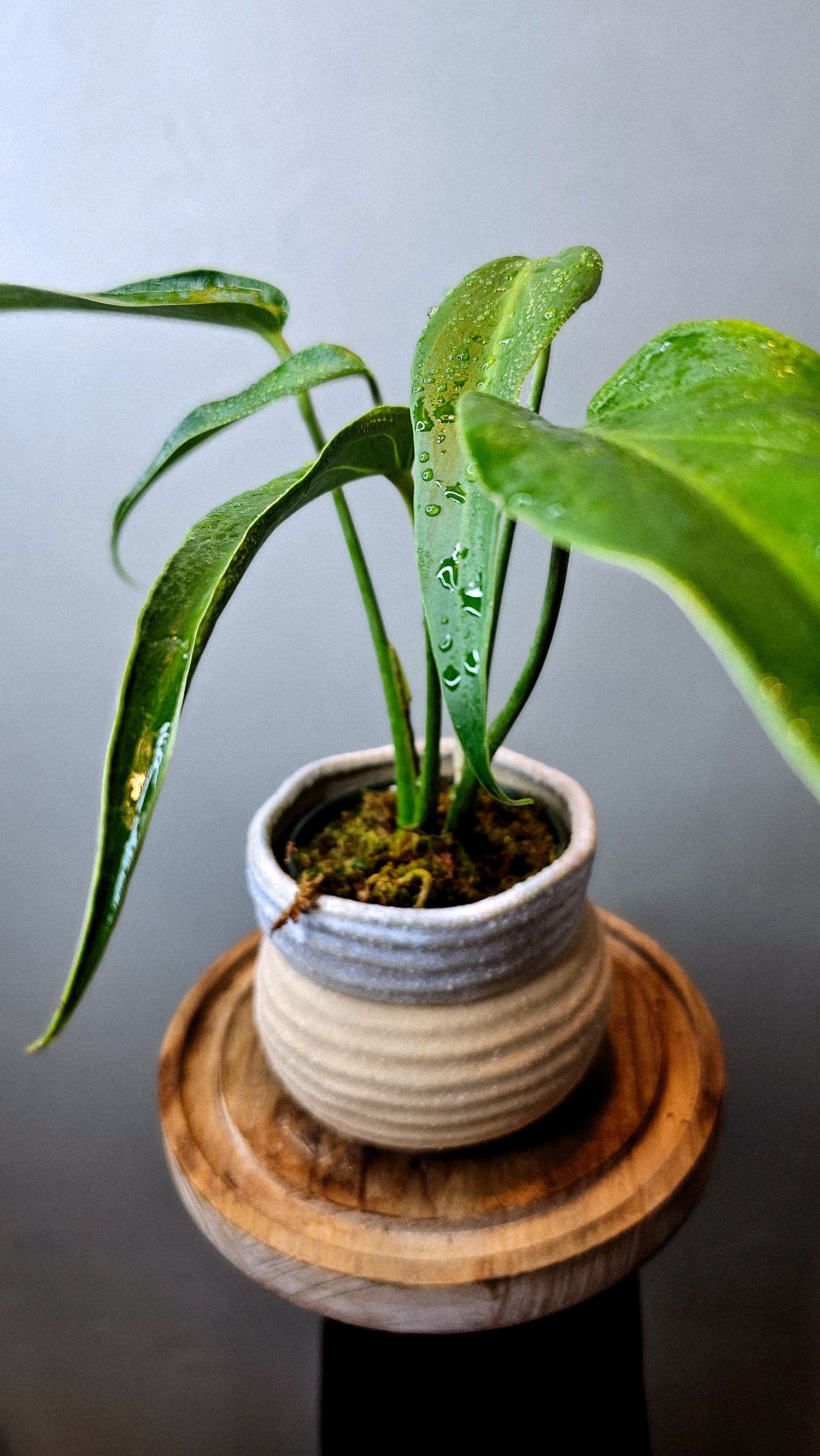 monstera burle marx flame mature Monstera Burle Marx Flame 6" – Wilderly