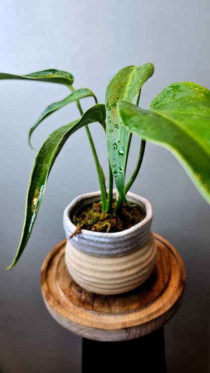 Monstera Burle Marx Flame