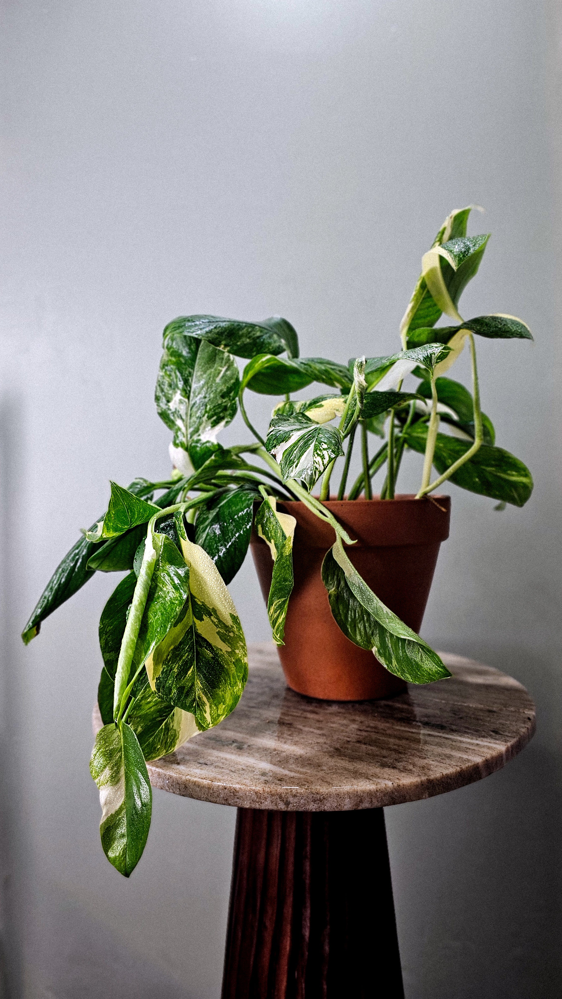 Monstera Lechleriana Albo