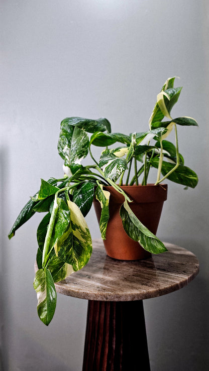 Monstera Lechleriana Albo