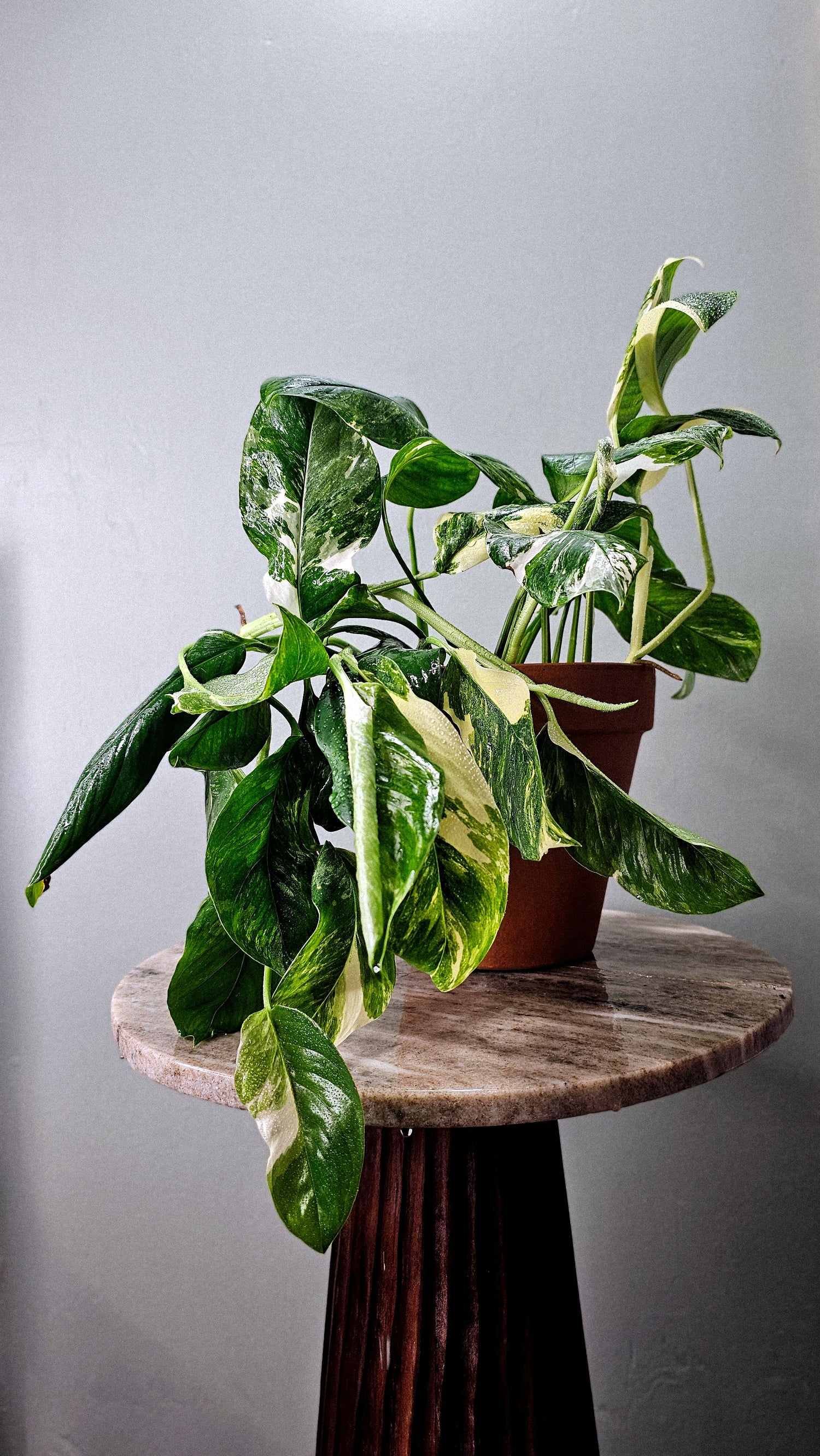 Monstera Lechleriana Albo