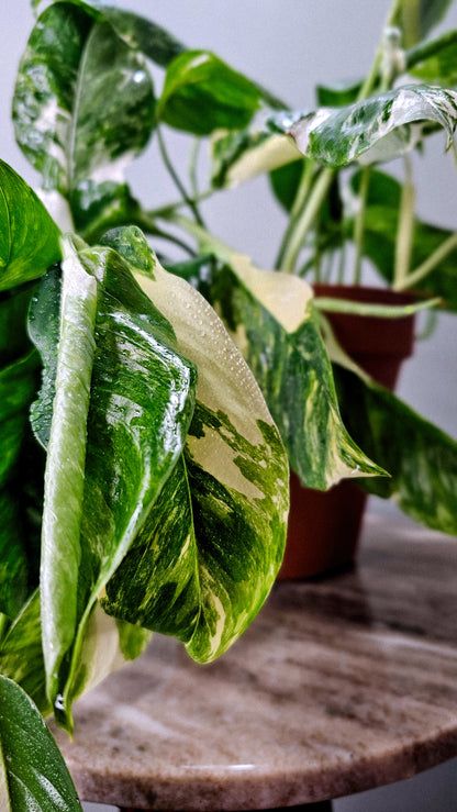 Monstera Lechleriana Albo