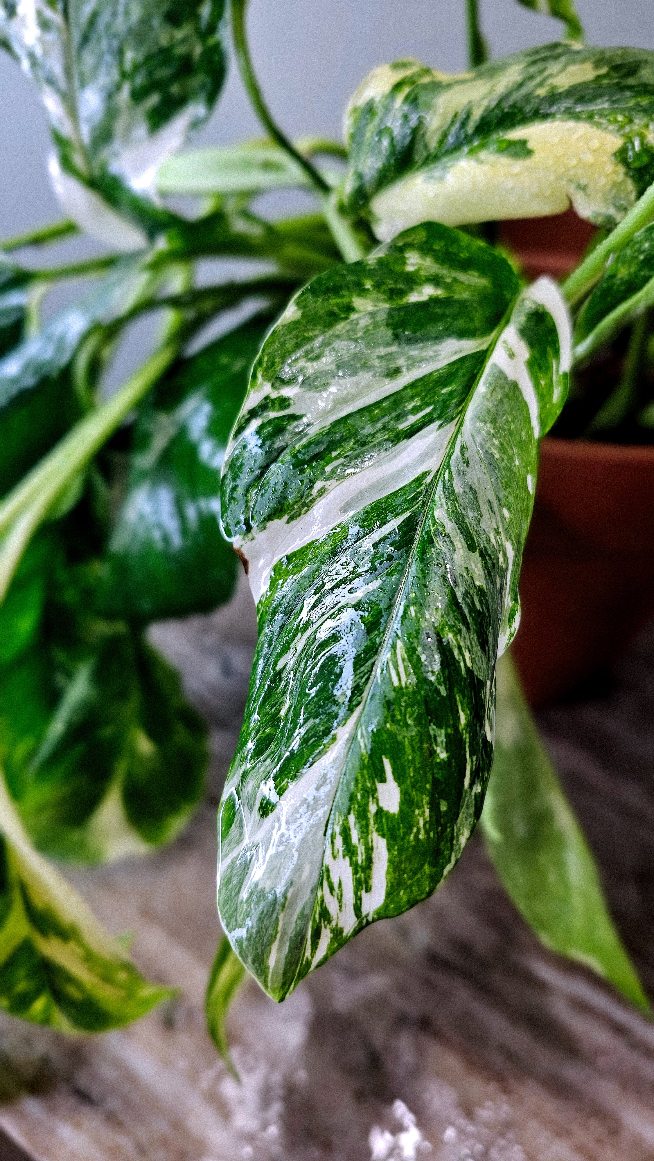 monstera lechleriana 切り苗 Monstera Lechleriana Albo – Wilderly