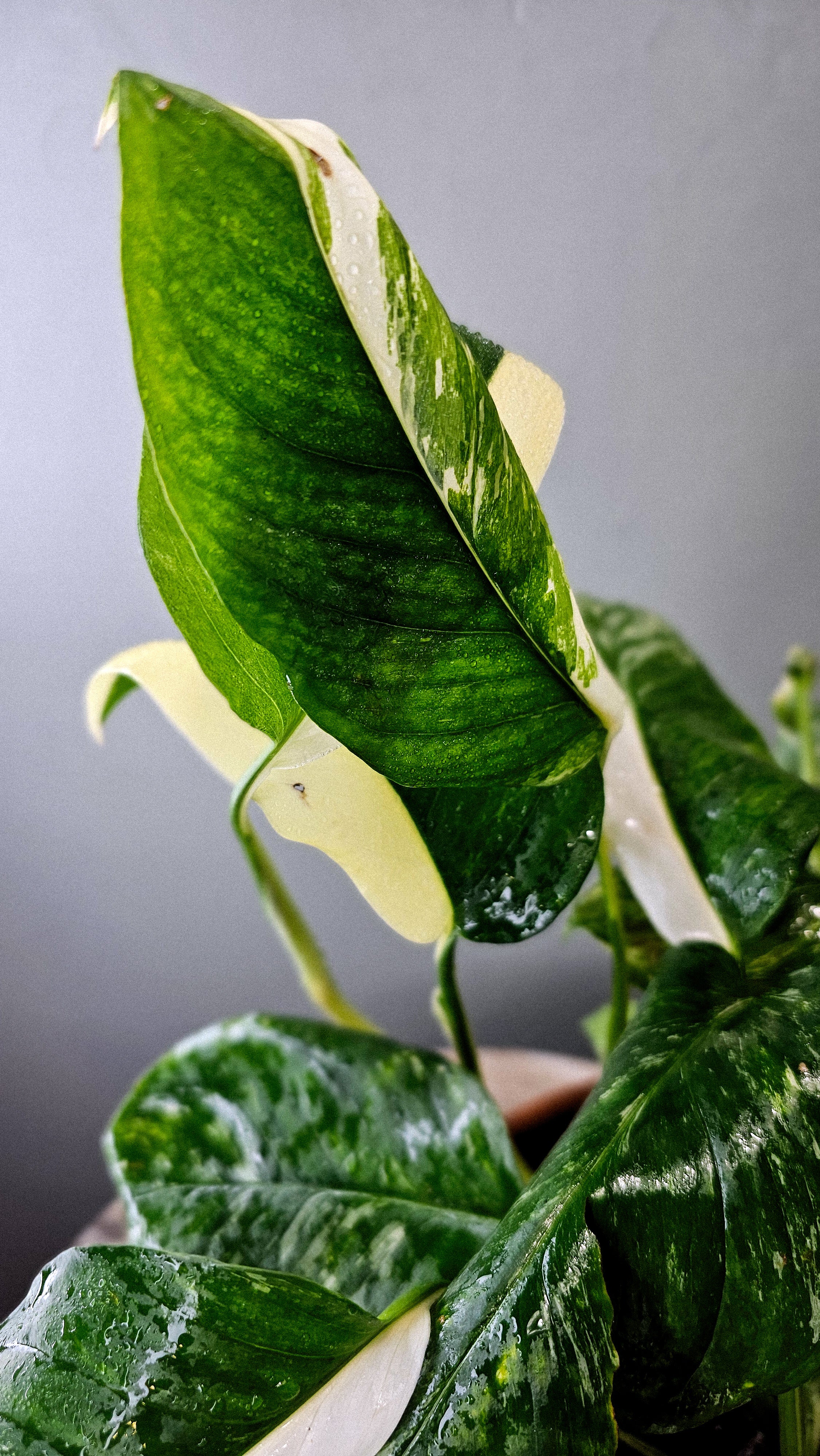 Monstera Lechleriana Albo