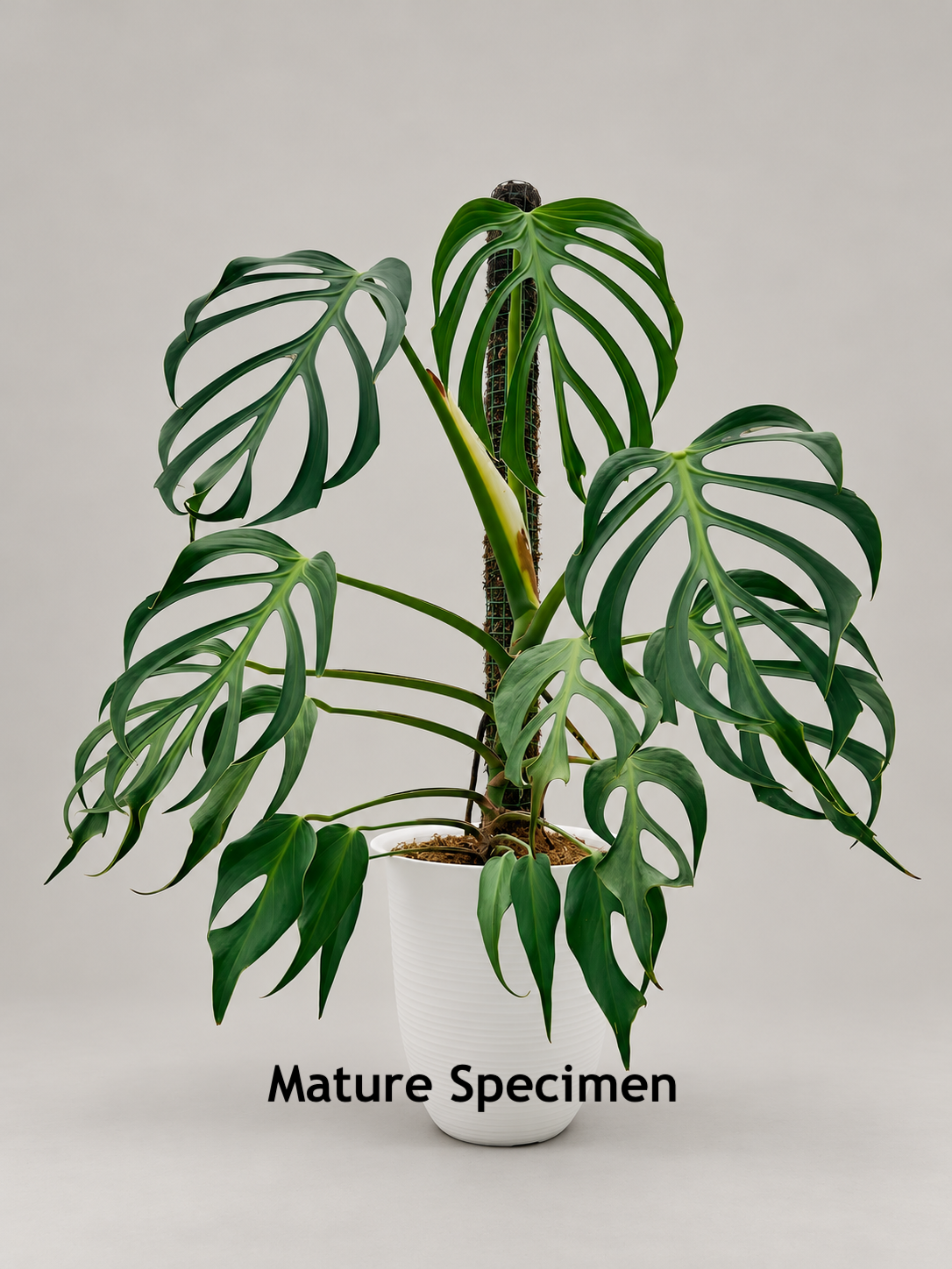 Monstera Burle Marx Flame 4"