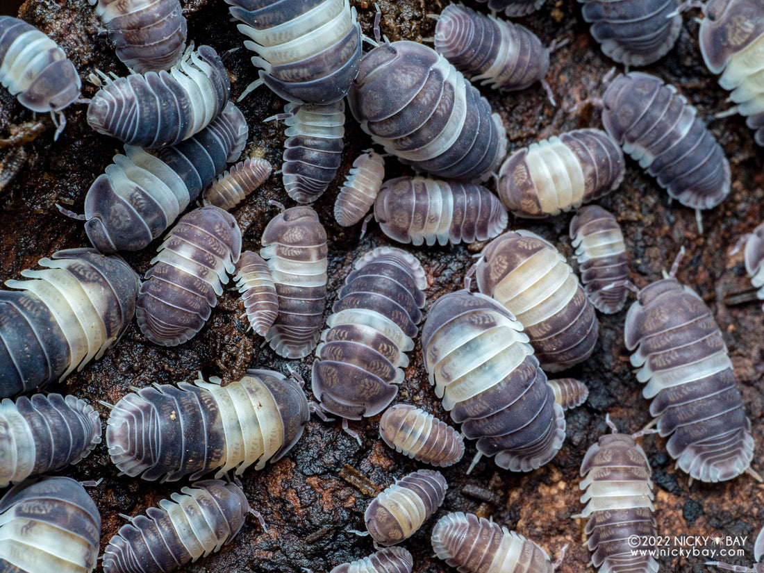 Isopods - Cubaris sp. - Panda King