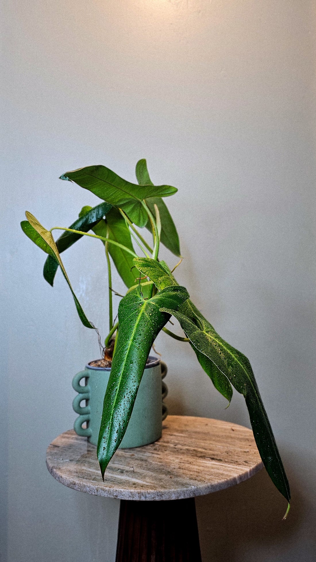 Philodendron pinnatilobum aff x Philodendron Jose Buono (WP34)