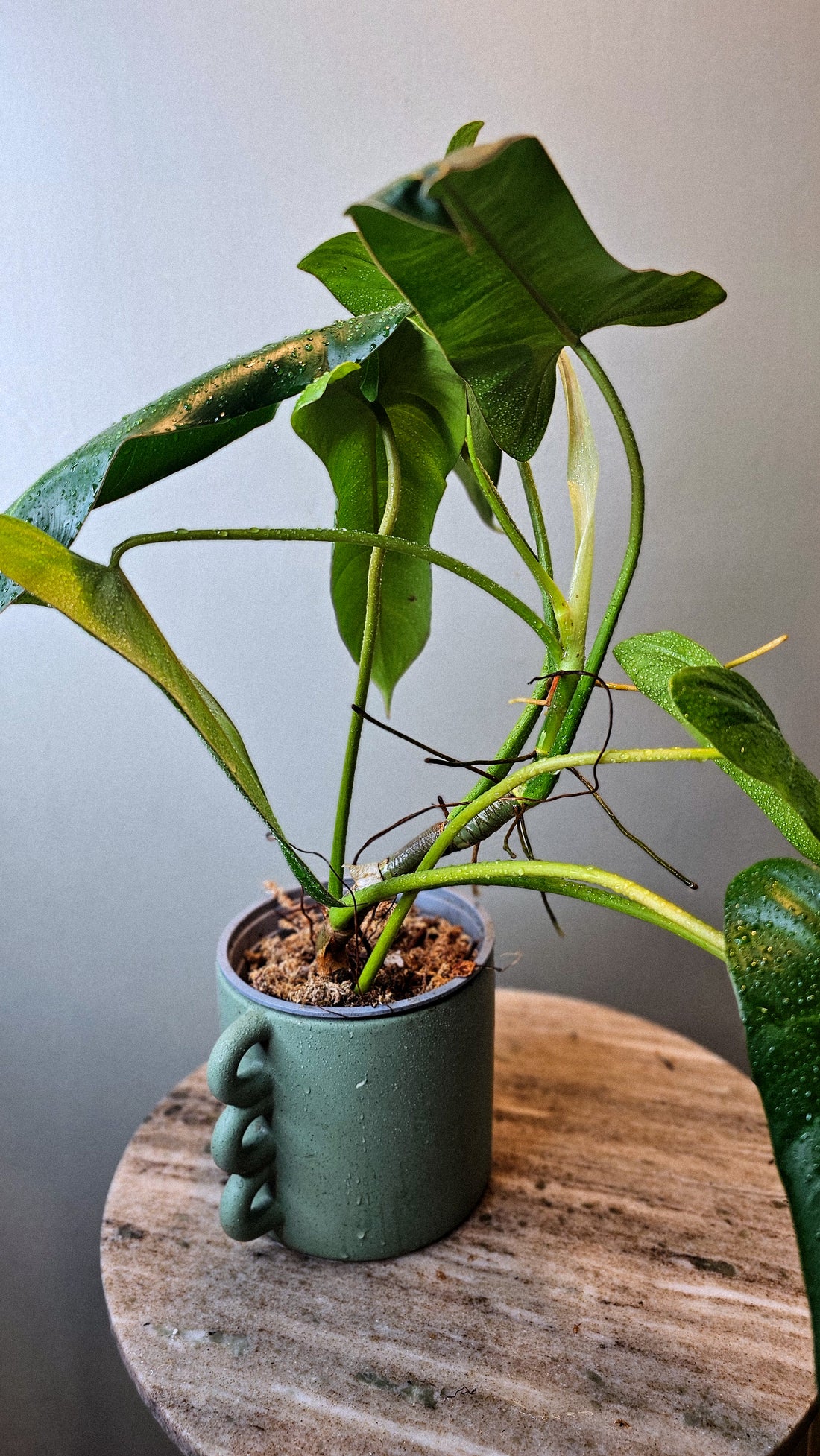 Philodendron pinnatilobum aff x Philodendron Jose Buono (WP34)