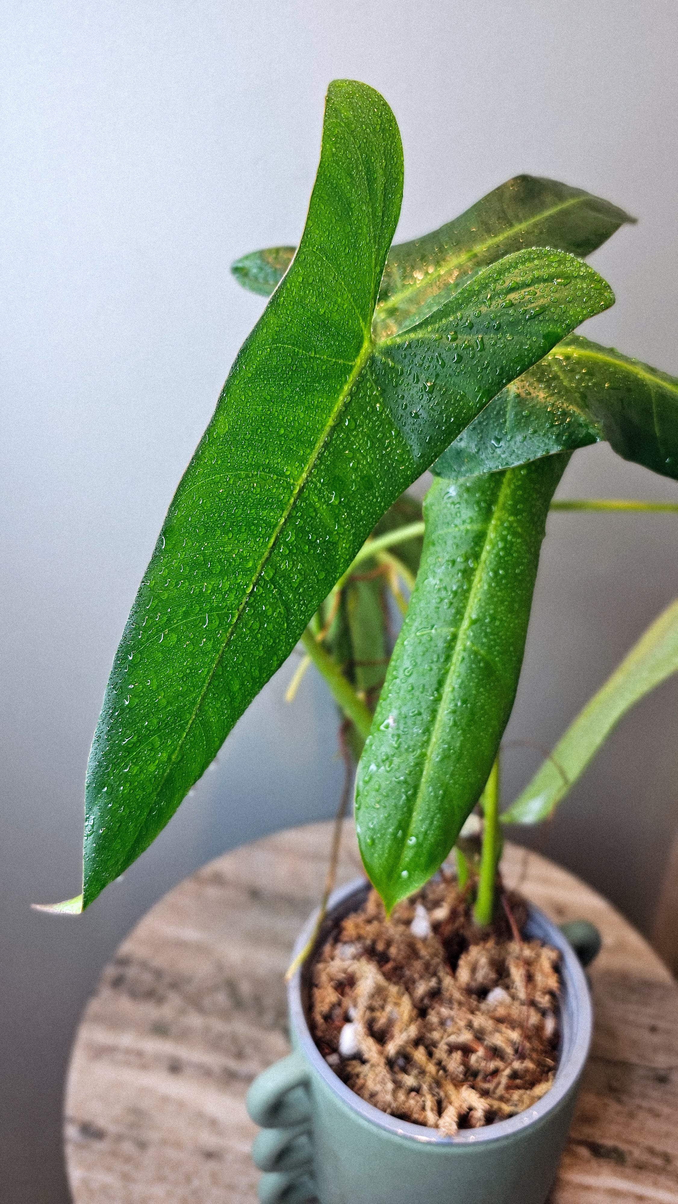 Philodendron pinnatilobum aff x Philodendron Jose Buono (WP34)