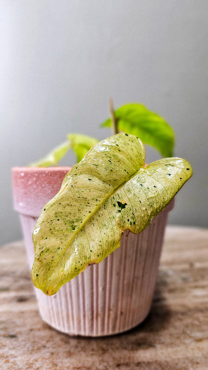 Philodendron Burle Marx Mint (Show Special)