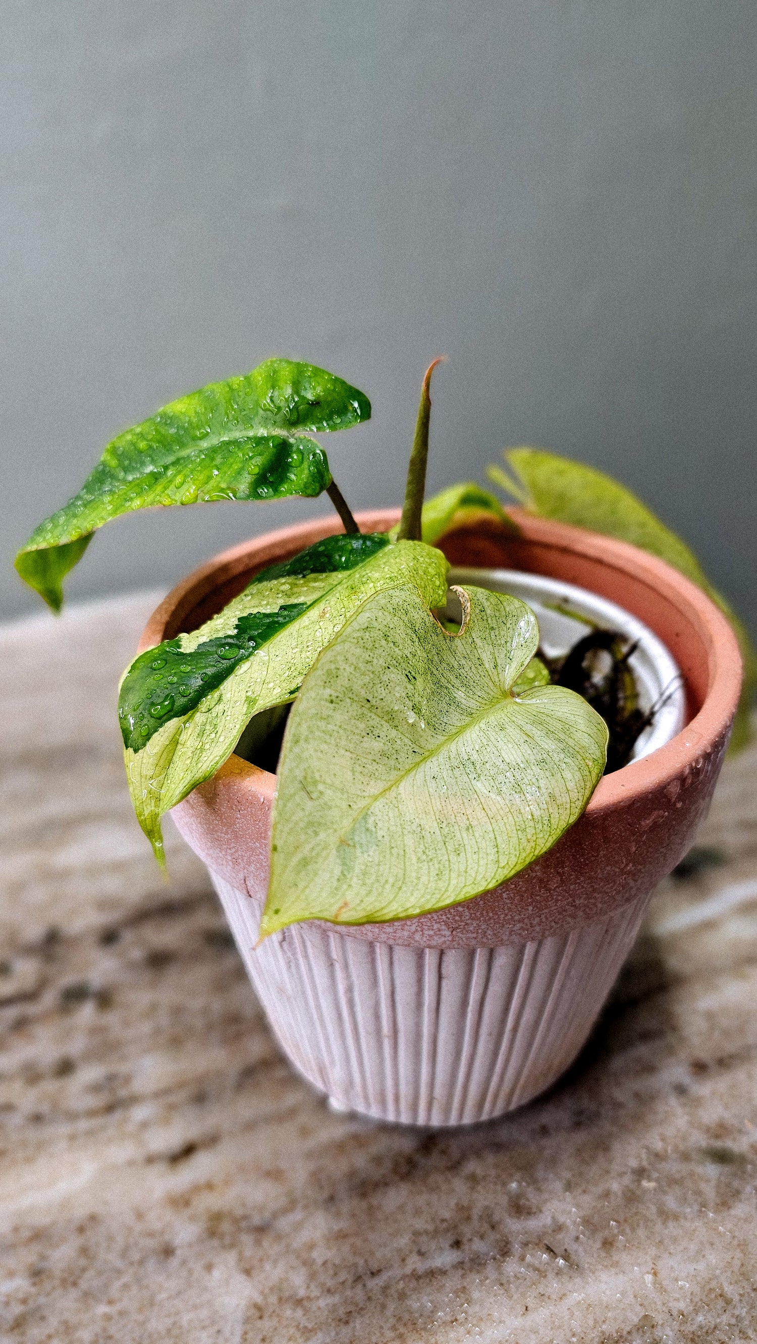 Philodendron Burle Marx Mint (Show Special)