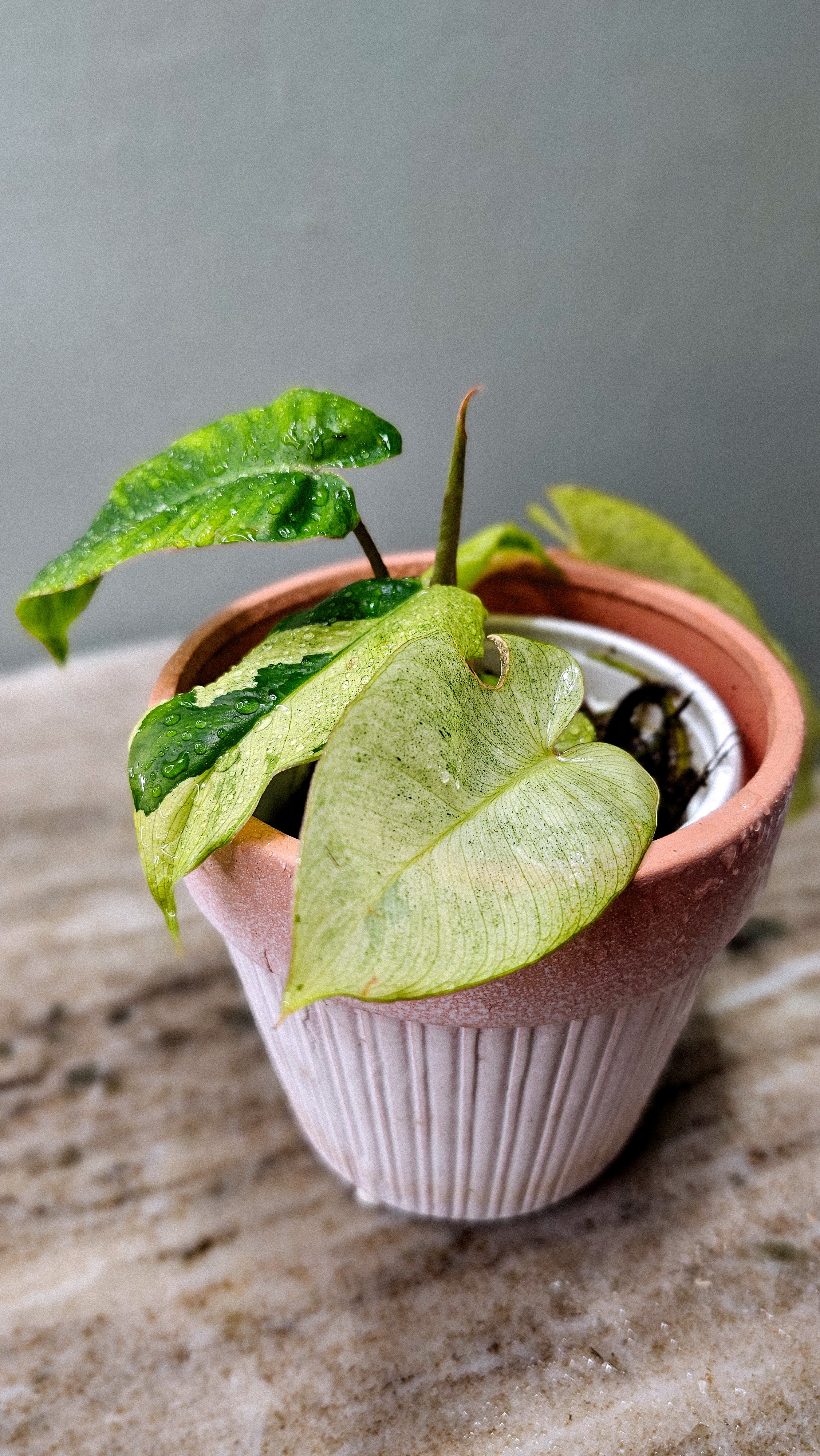 Philodendron Burle Marx Mint (Show Special)