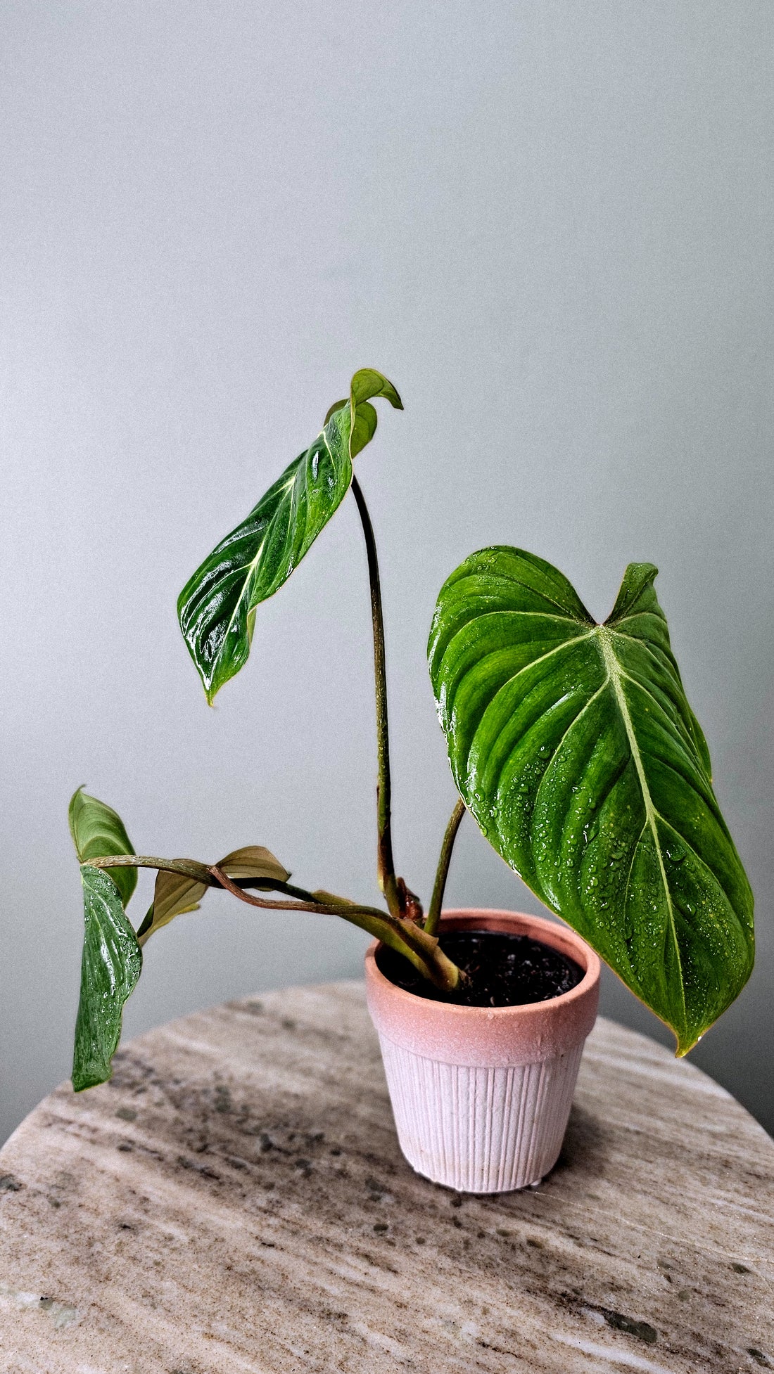 Philodendron Gloriosum White Vein 4&quot;