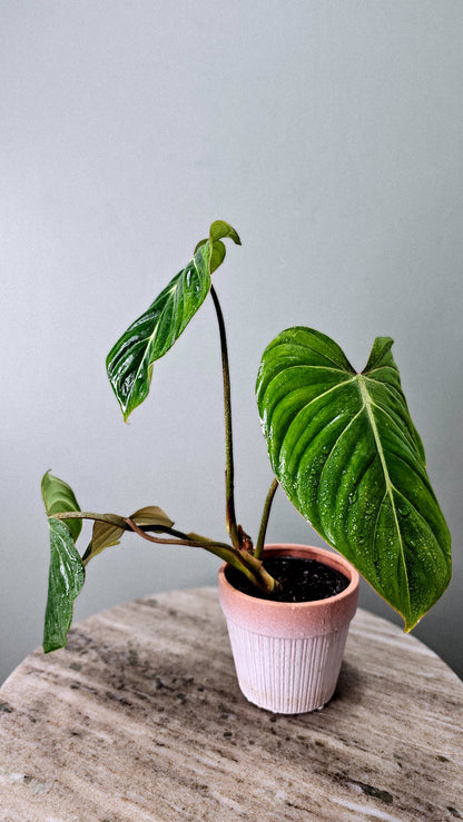 Philodendron Gloriosum White Vein 4&quot;