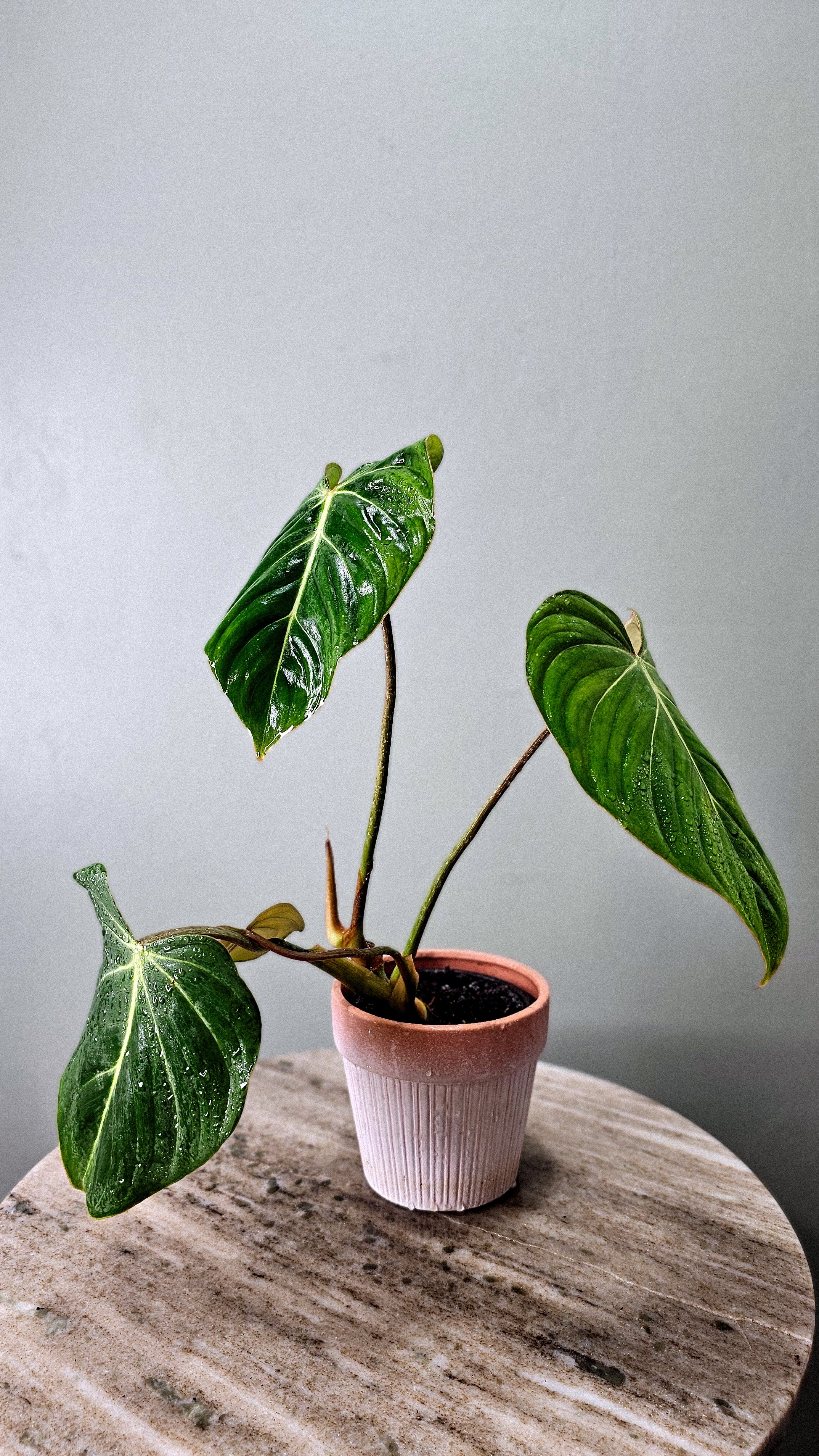 Philodendron Gloriosum White Vein 4&quot;