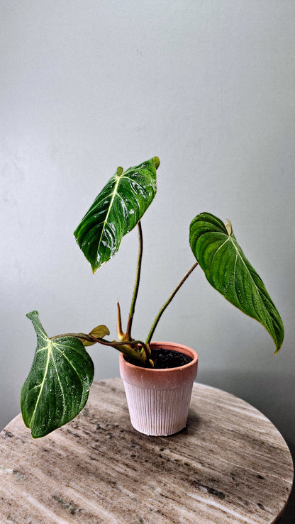 Philodendron Gloriosum White Vein 4&quot;