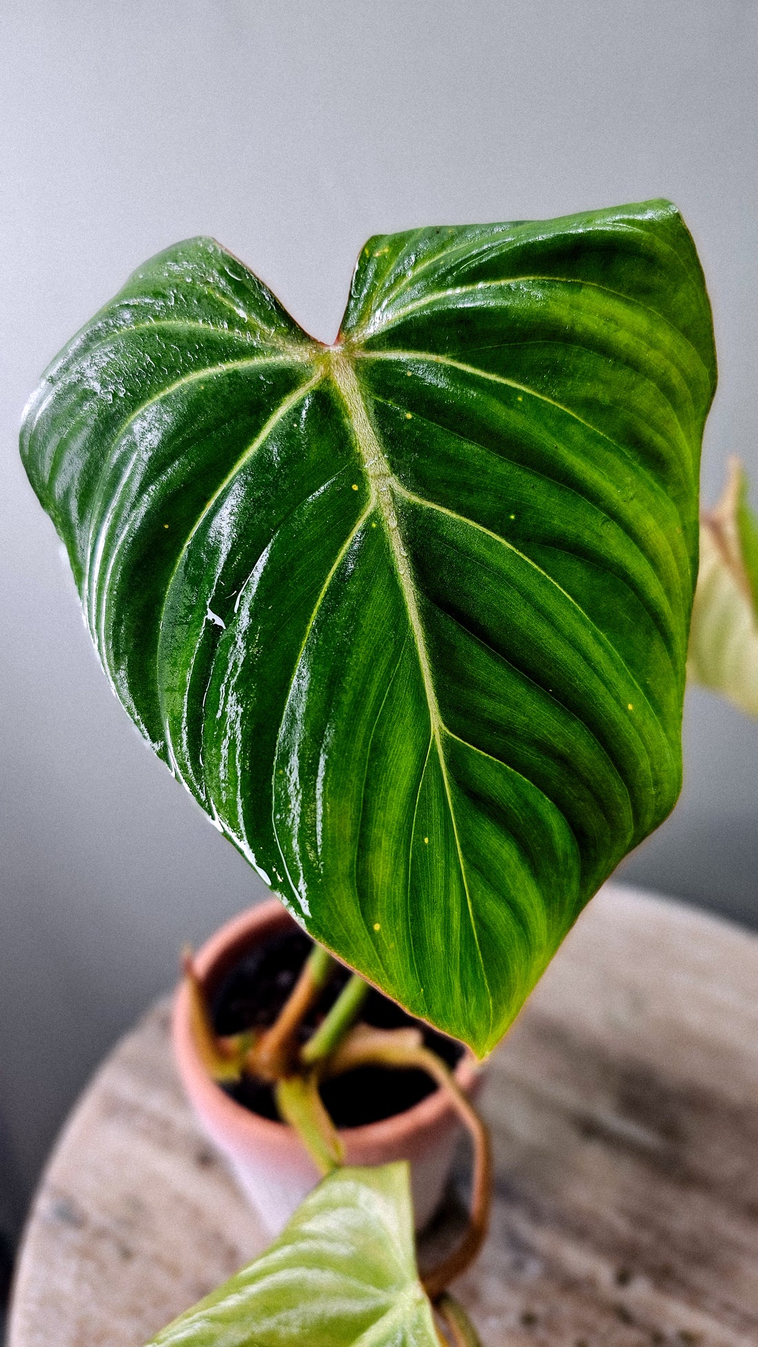 Philodendron Gloriosum White Vein 4&quot;
