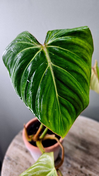 Philodendron Gloriosum White Vein 4&quot;