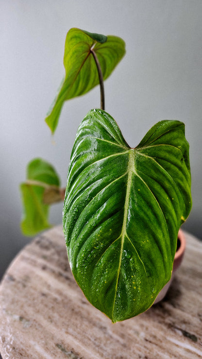 Philodendron Gloriosum White Vein 4&quot;
