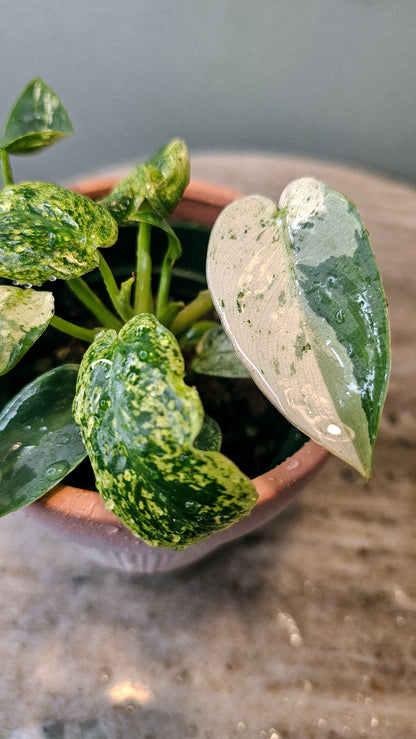 Philodendron Ilsemani