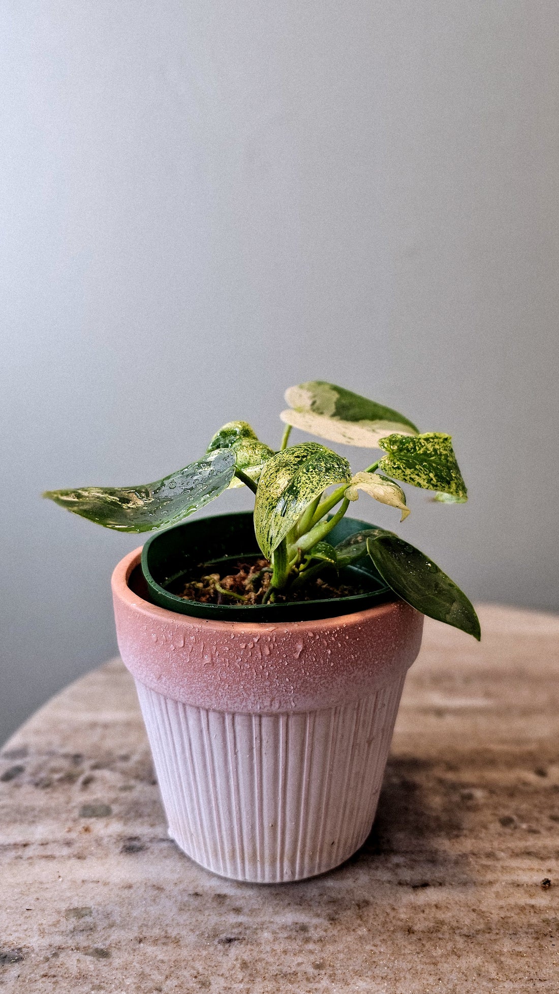 Philodendron Ilsemani