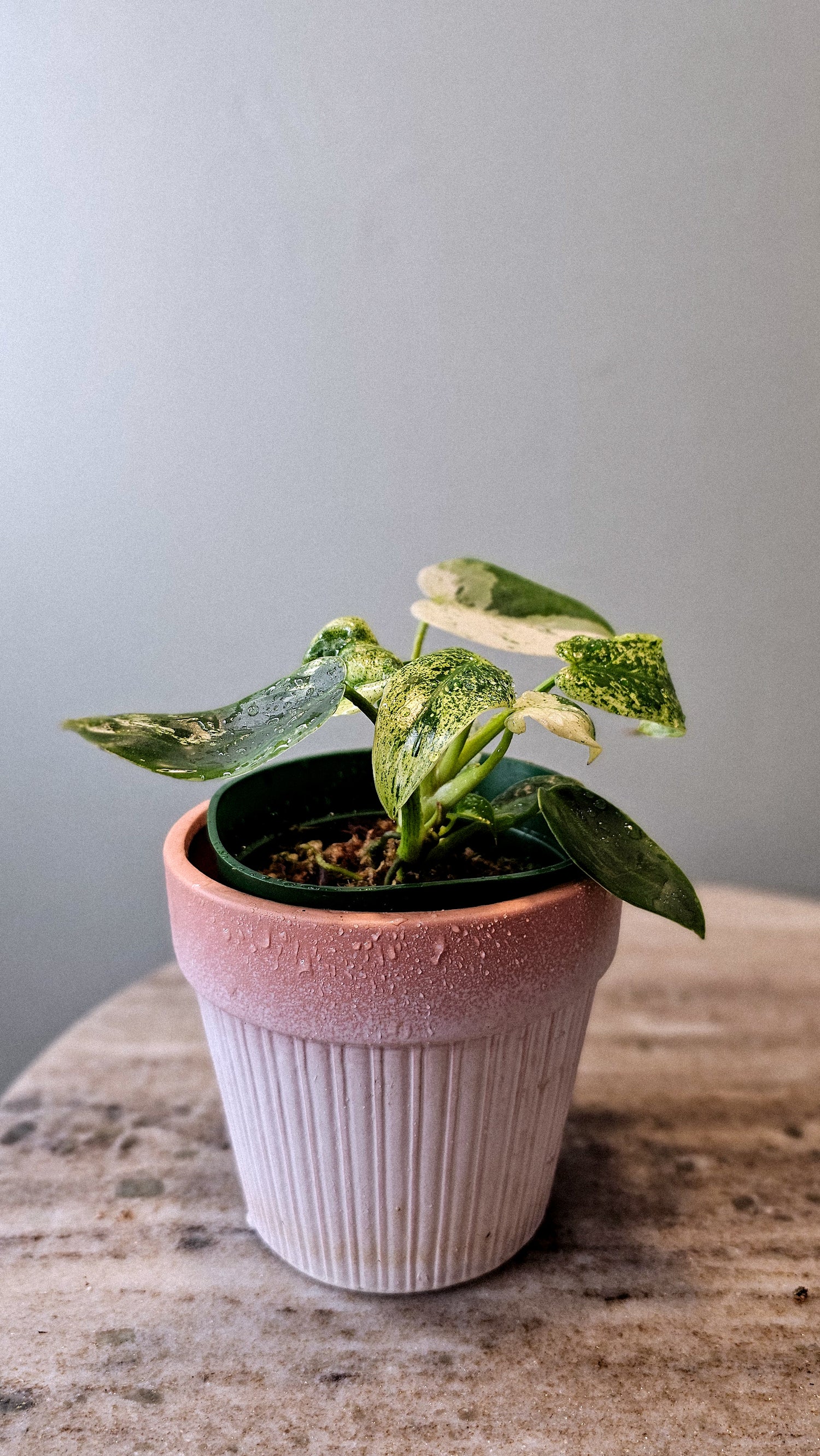 Philodendron Ilsemani