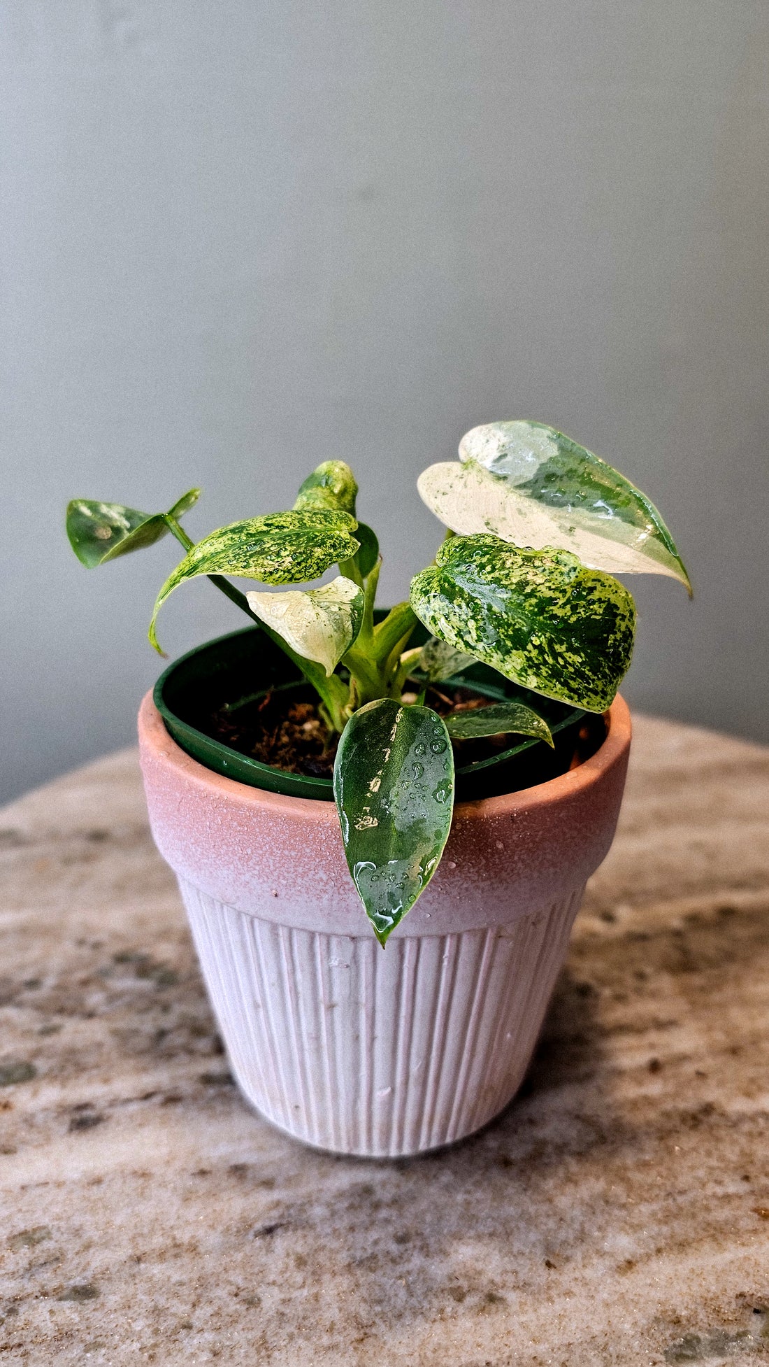 Philodendron Ilsemani