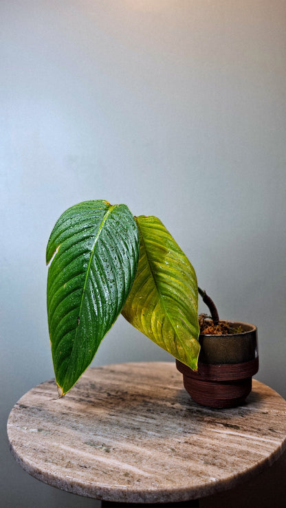 Philodendron lentii