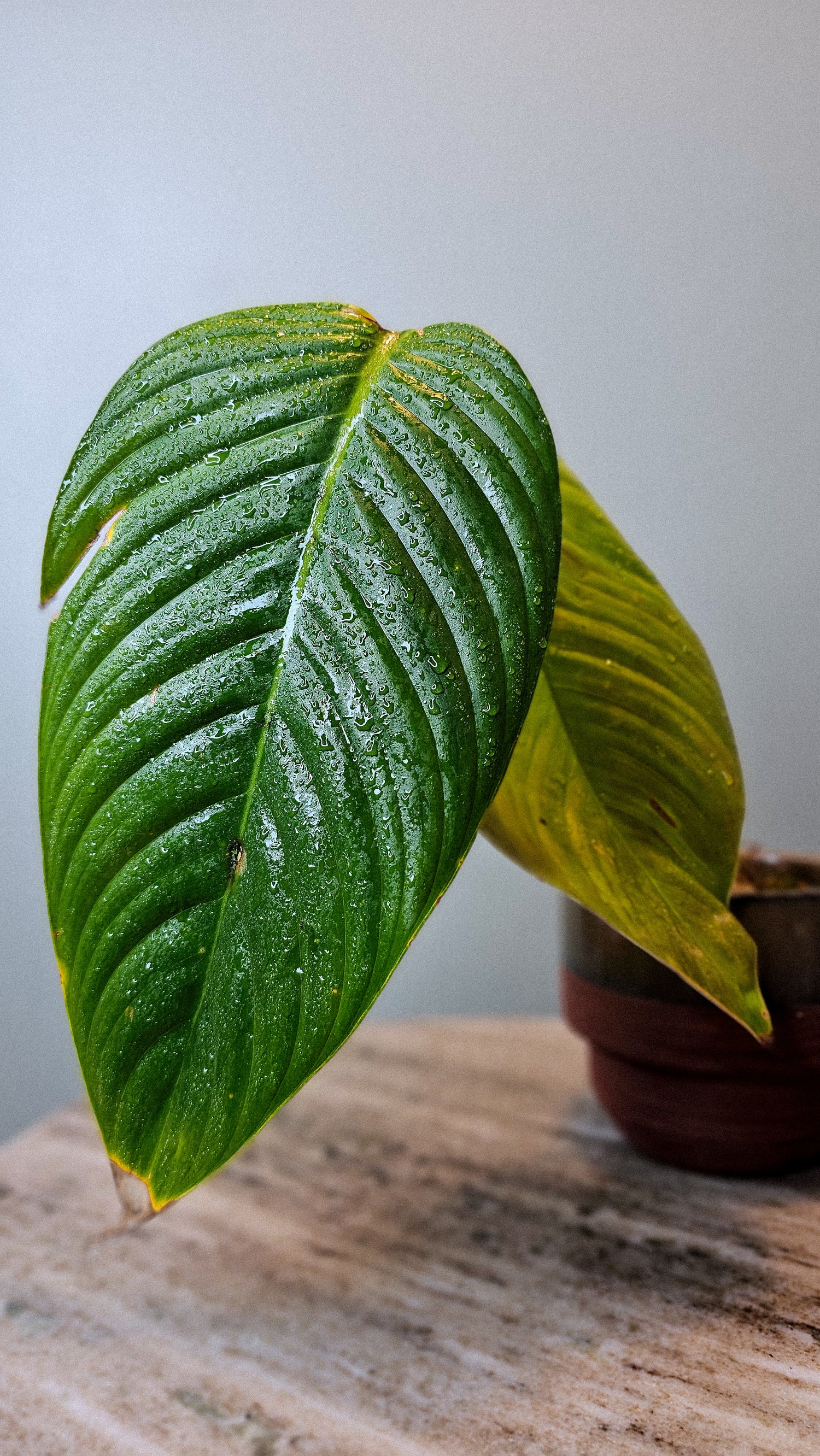 Philodendron lentii