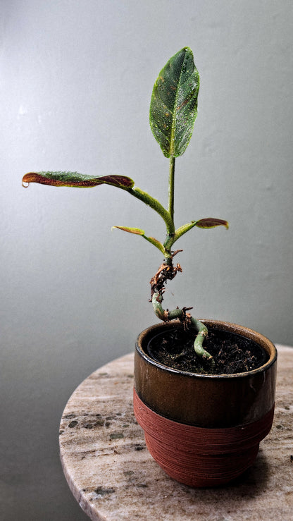 Philodendron Subhastatum