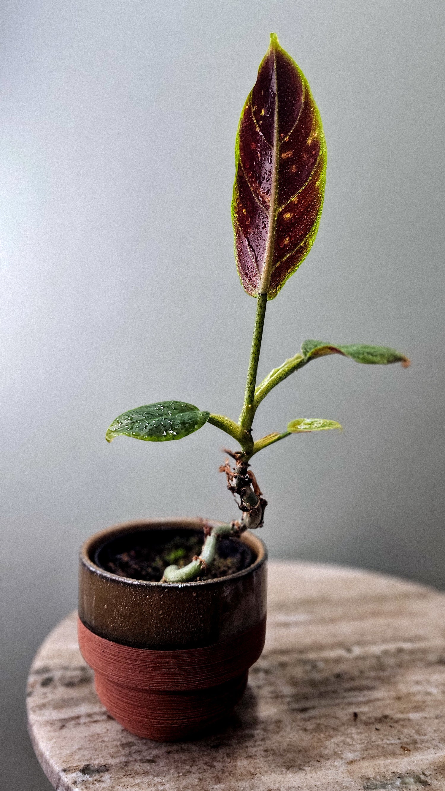 Philodendron Subhastatum