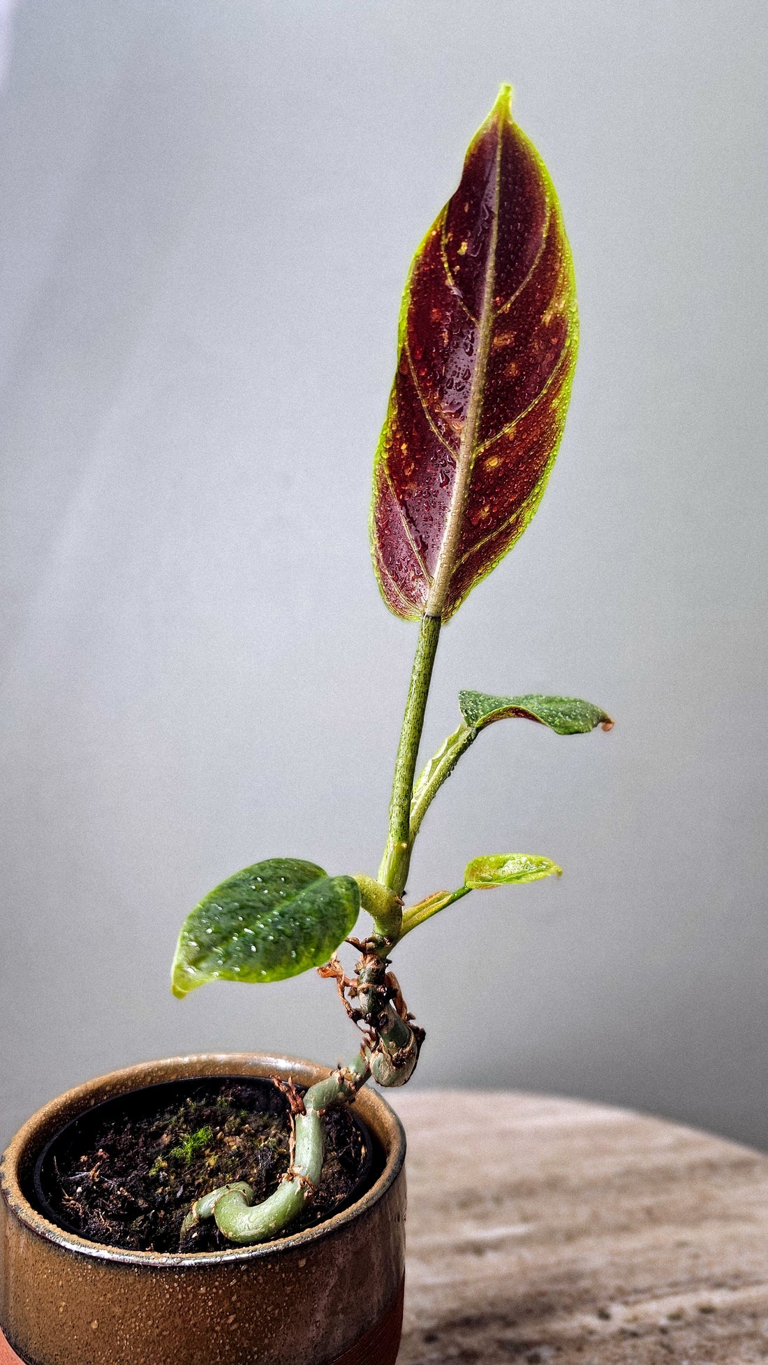 Philodendron Subhastatum