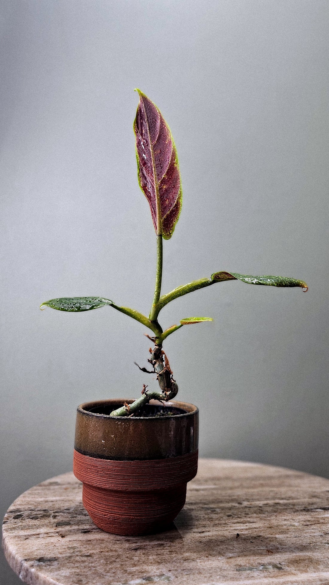 Philodendron Subhastatum