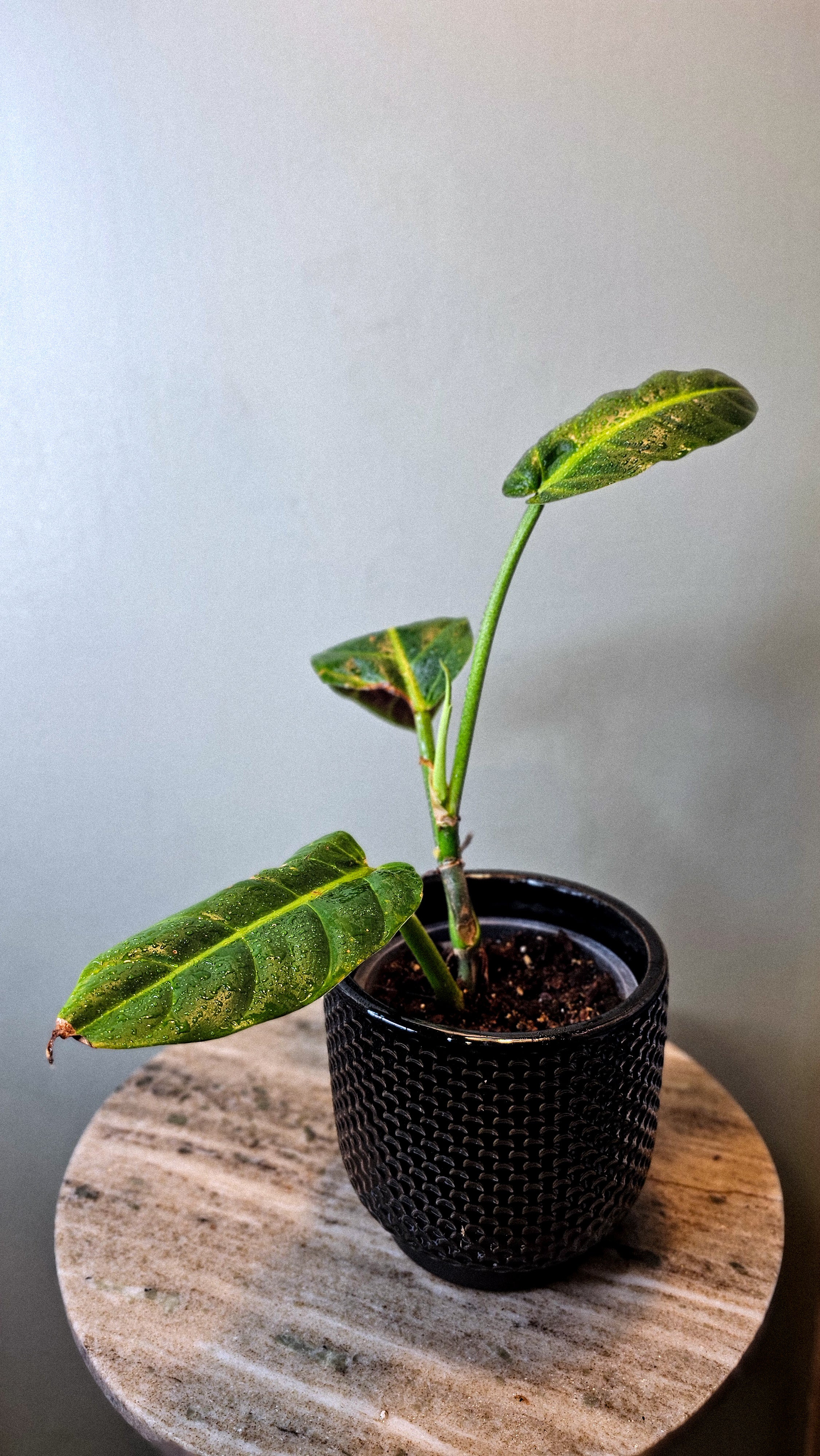 Philodendron Subhastatum Ecuagenera